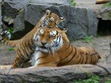 Амурский тигр Слайд: 10