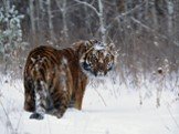 Амурский тигр Слайд: 11