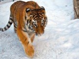 Амурский тигр Слайд: 12