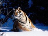 Амурский тигр Слайд: 15