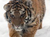 Амурский тигр Слайд: 16