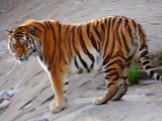 Амурский тигр Слайд: 17
