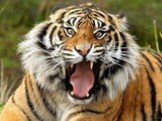 Амурский тигр Слайд: 18