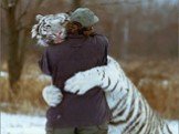 Амурский тигр Слайд: 19