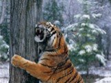 Амурский тигр Слайд: 20