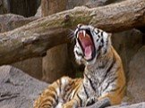Амурский тигр Слайд: 5