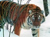 Амурский тигр Слайд: 6