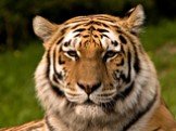 Амурский тигр Слайд: 7