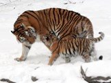 Амурский тигр Слайд: 9