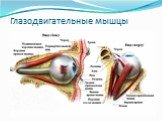 Глазодвигательные мышцы