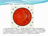 Глазное дно правого глаза в норме. 1 — диск зрительного нерва; 2 — воронка зрительного нерва с центральными сосудами сетчатки; 3 — нижняя носовая артериола; 4 — нижняя носовая венула; 5 — нижняя височная венула; 6 — нижняя височная артериола; 7 — желтое пятно с центральной ямкой; 8 — верхняя височна