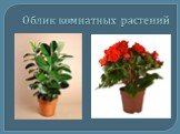 Облик комнатных растений