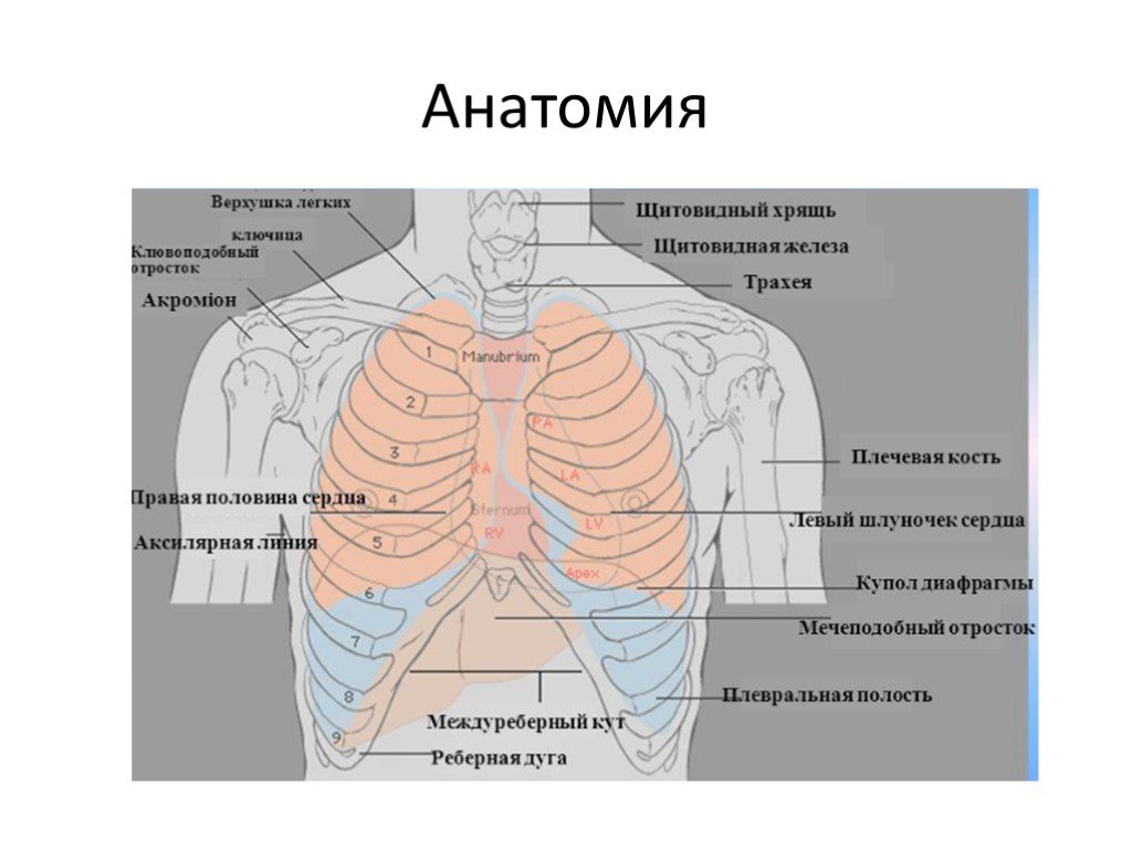 Органы под правой грудью. Анатомия органов грудной клетки. Расположение органов в грудной клетке человека. Схема органов грудной клетки. Верхушка легкого анатомия.