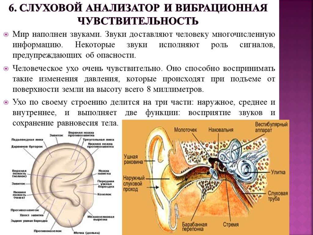Чувствительность органа слуха