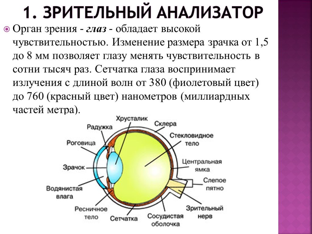 Признаки органа зрения. Зрительный анализатор строение и функции. Строение глазного анализатора. Анализатор зрения анатомия. Схема работы зрительного анализатора 8 класс.