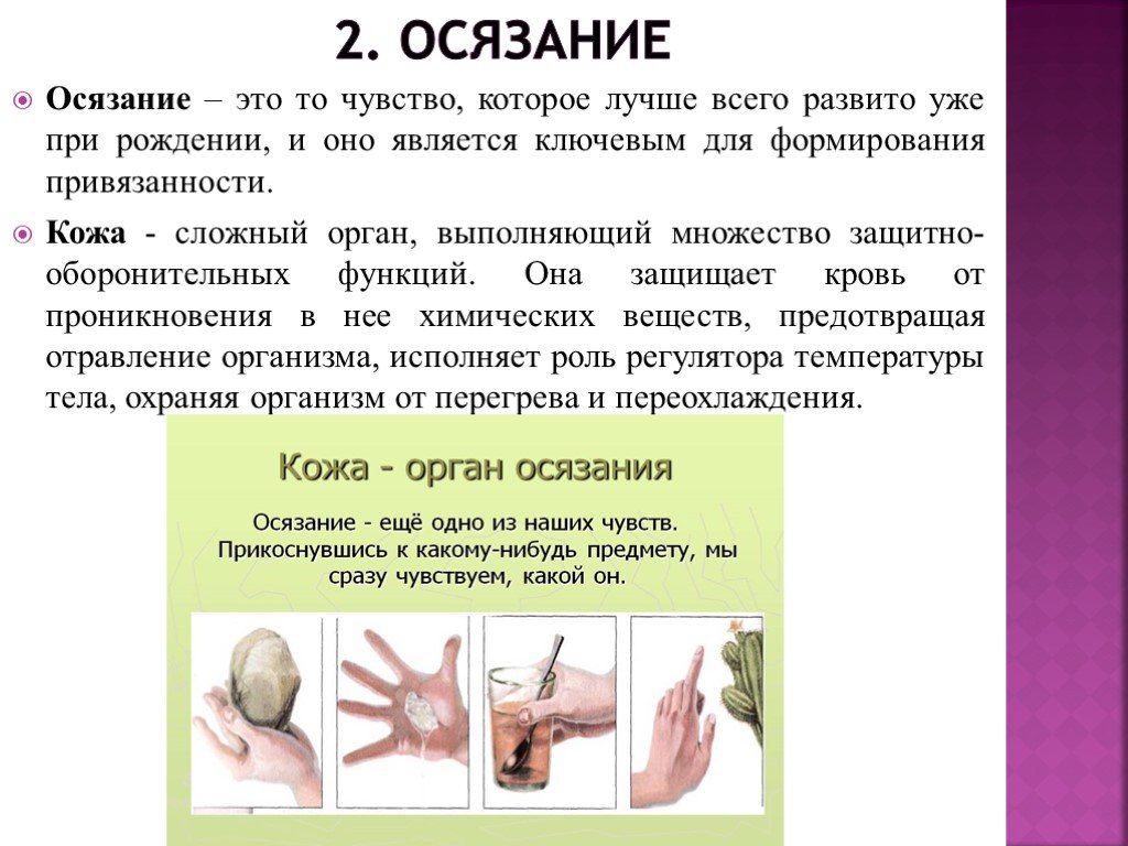 Что такое осязание. Осязание. Осязание презентация. Осязание это чувство. Осязательные органы чувств.