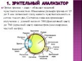 1. Зрительный анализатор. Орган зрения - глаз - обладает высокой чувствительностью. Изменение размера зрачка от 1,5 до 8 мм позволяет глазу менять чувствительность в сотни тысяч раз. Сетчатка глаза воспринимает излучения с длиной волн от 380 (фиолетовый цвет) до 760 (красный цвет) нанометров (миллиа