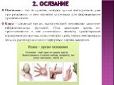 2. Осязание. Осязание – это то чувство, которое лучше всего развито уже при рождении, и оно является ключевым для формирования привязанности. Кожа - сложный орган, выполняющий множество защитно-оборонительных функций. Она защищает кровь от проникновения в нее химических веществ, предотвращая отравле