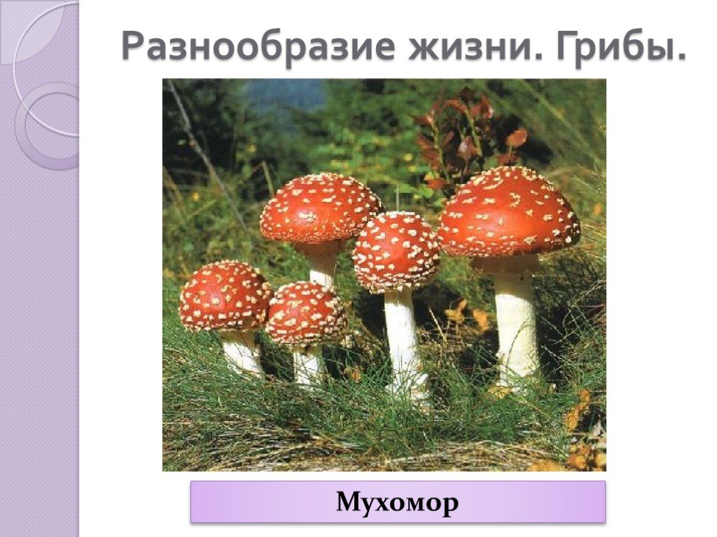 А грибы б растения в животные. Грибы в жизни растений. 4 Сферы животные растения грибы. Растения и грибы более 3 примеров в Санкт Петербурге. Какие животные грибы растения в Мытищах есть онлайн.