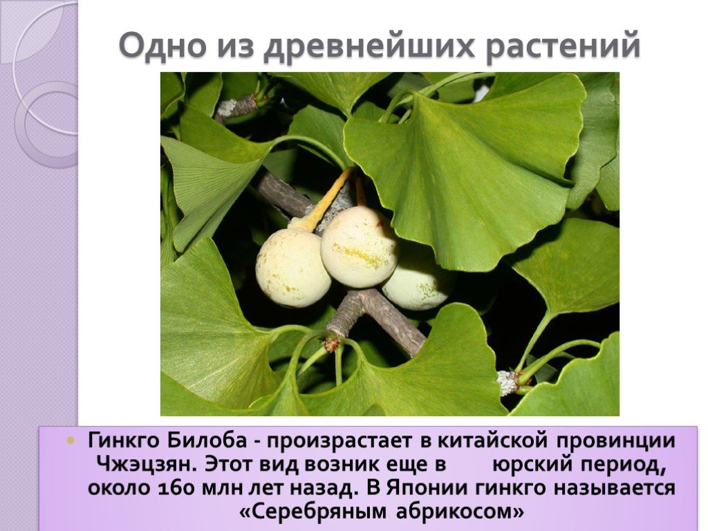 Гинкго дерево описание. Гинкго двулопастный ареал. Гинкго билоба растение. Реликтовое растение гинкго двулопастный. Гинкго двулопастной Голосеменные.