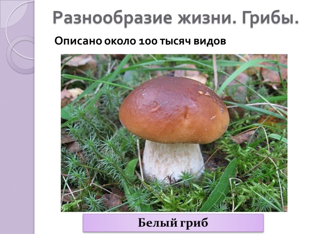Срок жизни грибов