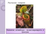 Растение - хищник. Непентес аттенборо – может переварить и грызуна