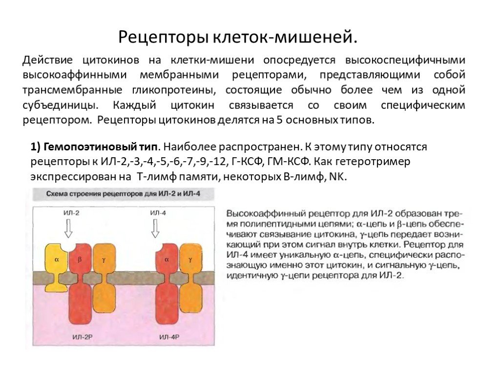 Рецепторы представляют собой. Клетки мишени цитокинов. Общие механизмы действия цитокинов на клетку-мишень. Клеточная мишень для н2о2. Схема действия цитокинов на клетки мишени.