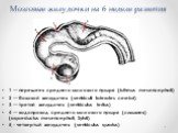 Мозговые желудочки на 6 неделе развития. 1 — перешеек среднего мозгового пузыря (isthmus mesencephali) 2 — боковой желудочек (ventriculi laterales cerebri) 3 — третий желудочек (ventriculus tertius) 4 — водопровод среднего мозгового пузыря (сильвиев) (aqaeductus mesencephali, Sylvii) 5 - четвертый ж
