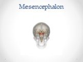 Mesencephalon