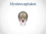 Myelencephalon