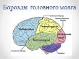 Борозды головного мозга