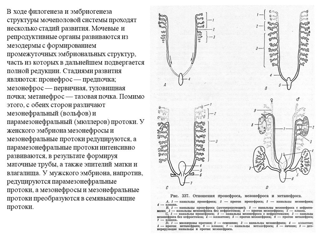 Филогенез выделительной системы презентация