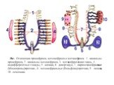 Рис. Отношения пронефроса, мезонефроса и метанефроса. 1 - канальцы пронефроса, 2 - канальцы мезонефроса, 3 - метанефрогенная ткань, 4 - индифферентные гонады, 5 - клоака, 6 - дивертикул, 7 - парамезонефральные (Мюллеровы)протоки , 8 - мезонефральные (Вольфовы) протоки, 9 - яичник, 10 - семенник.