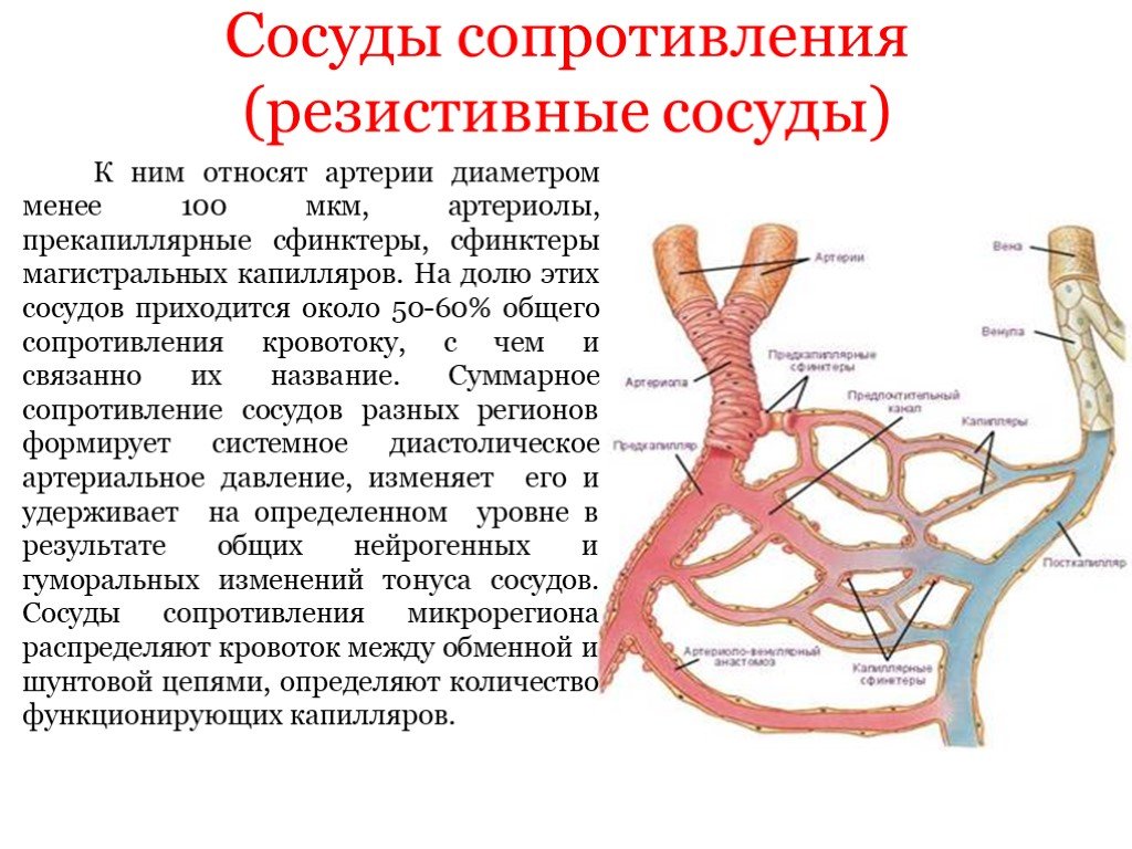Какую функцию выполняет артерия в процессе кровообращения. Повышение тонуса резистивных сосудов. Строение стенки резистивного сосуда. Артериолы резистивные сосуды. Артериолы строение физиология.