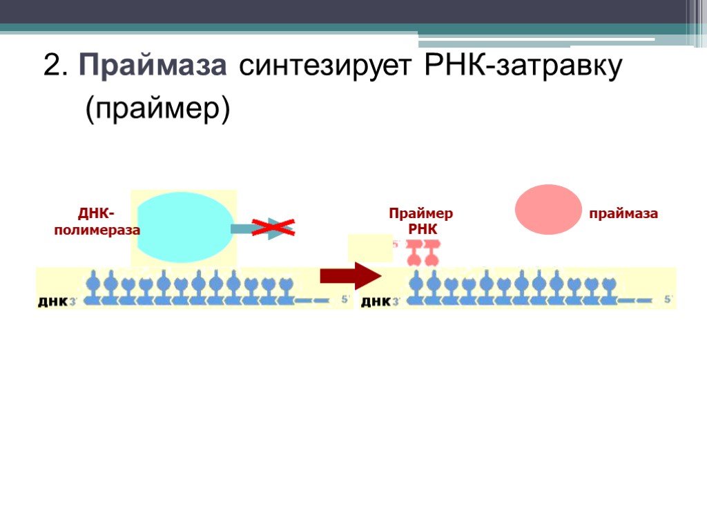 Рнк полимераза синтезирует. Праймеры репликации ДНК. РНК затравка в репликации. РНК праймер в репликации. ДНК полимераза и праймаза.
