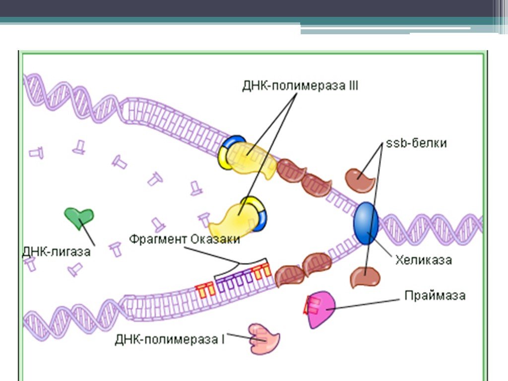 Полимеразы прокариот. ДНК полимераза репликация ДНК. Репликация ДНК структура ДНК. Оказаки репликация ДНК. Биологии репликация ДНК схема.