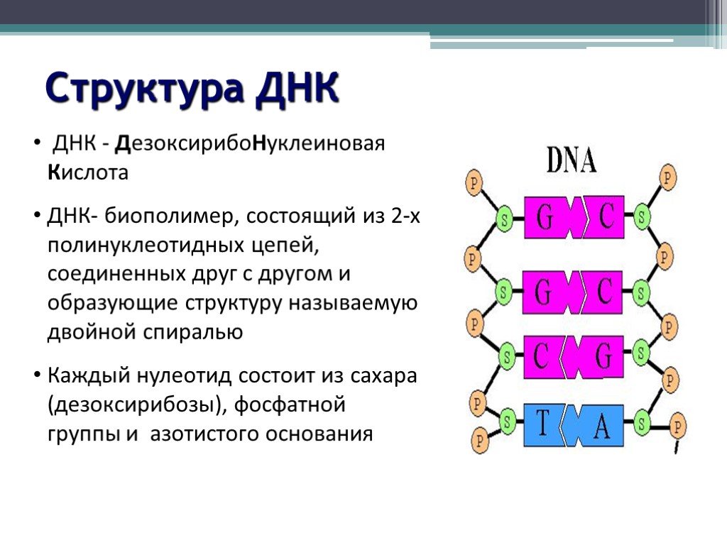 Полинуклеотидная рнк. Структура цепи ДНК. Строение полинуклеотидной Цепочки ДНК. Структура полинуклеотидных цепей ДНК И РНК АТФ. Структура полинуклеотидной цепи.