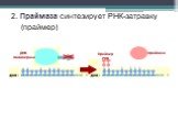 ДНК- полимераза праймаза Праймер РНК. 2. Праймаза синтезирует РНК-затравку (праймер)