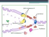 Репликация ДНК Слайд: 34
