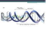 Репликация ДНК Слайд: 6