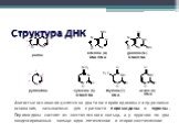 Азотистые основания делятся на два типа: пиримидиновые и пуриновые основания, называемые для краткости пиримидины и пурины. Пиримидины состоят из шестичленного кольца, а у пуринов по два конденсированных кольца: одно -пятичленное и второе-шестичленное.