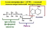 Аденозинтрифосфат (АТФ) – главный высокоэнергетический интермедиант. Аденин Рибоза. три остатка фосфорной кислоты