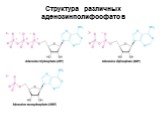 Структура различных аденозинполифосфатов