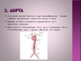 2. Аорта. это главная артерия большого круга кровообращения, которая снабжает артериальной кровью все органы и ткани. Выходит из левого желудочка и продолжается до 4 поясничного позвонка. Аорта делится на восходящую часть, дугу и нисходящую часть. А в нисходящей части – грудная и брюшная части аорты