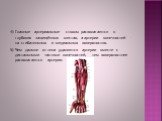 4) Главные артериальные стволы располагаются в глубоких защищённых местах, а артерии конечностей – на сгибательных и медиальных поверхностях. 5) Чем дальше от тела удаляются артерии вместе с дистальными частями конечностей, тем поверхностнее располагаются артерии.