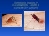 Положение брюшка у немалярийного (слева) и малярийного комаров