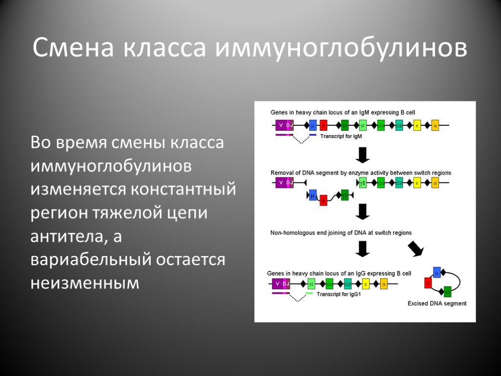 Изменения классов. Переключение синтеза изотипов иммуноглобулинов. Цитокины и переключение классов иммуноглобулинов. Гены переключение классов иммуноглобулинов. Переключение классов иммуноглобулинов и роль в нем цитокинов.