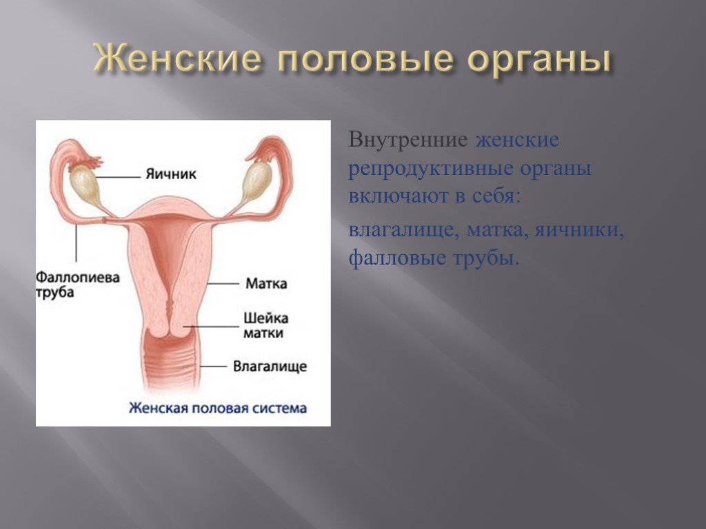 Репродуктивная женская половая система. Женский половой орган. Внутренние женские половые органы. Название органов женской половой системы. Женская половая/система строение.