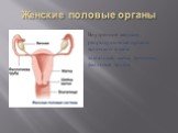 Женские половые органы. Внутренние женские репродуктивные органы включают в себя: влагалище, матка, яичники, фалловые трубы.
