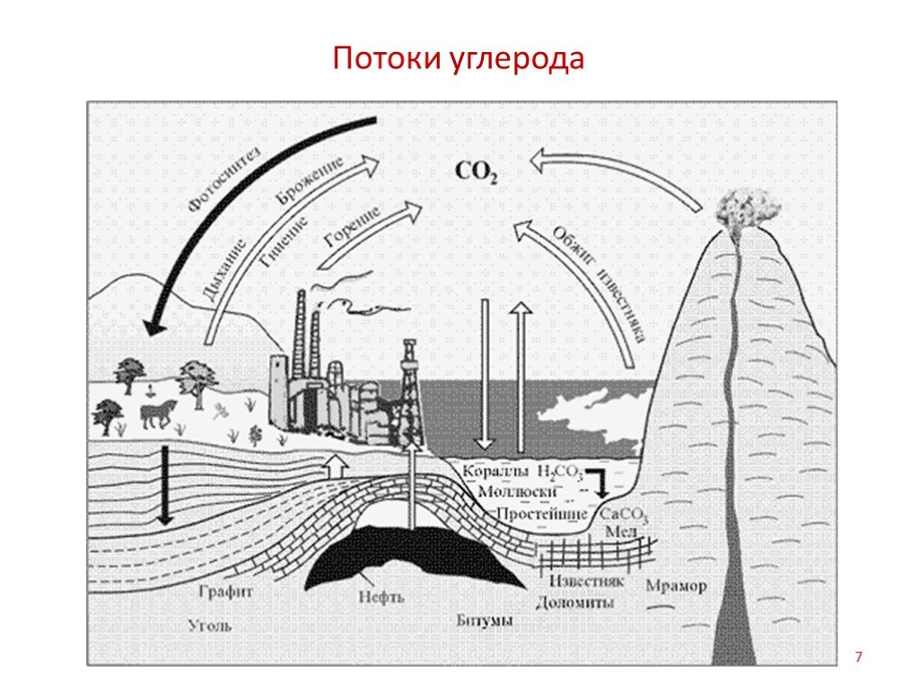 Круговорот углерода химия. Круговорот углерода в биосфере. Нарисовать круговорот углерода в природе. Круговорот углерода в природе. Цикл углерода схема.